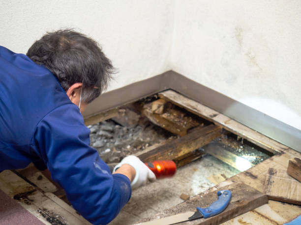 Best Black Mold Removal  in Tyhee, ID