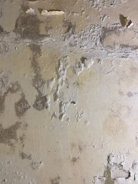 Best Mold Inspection  in Tyhee, ID