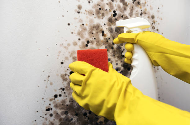 Home Mold Removal in Tyhee, ID