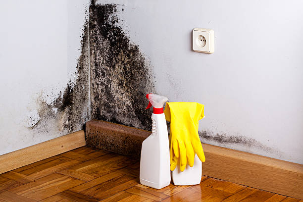 Best Toxic Mold Removal  in Tyhee, ID