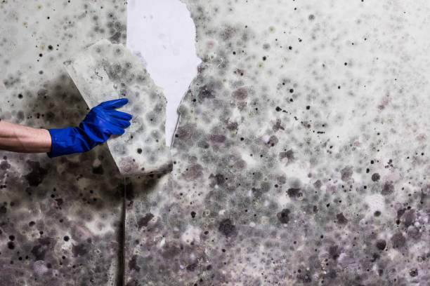 Best Local Mold Removal Service  in Tyhee, ID